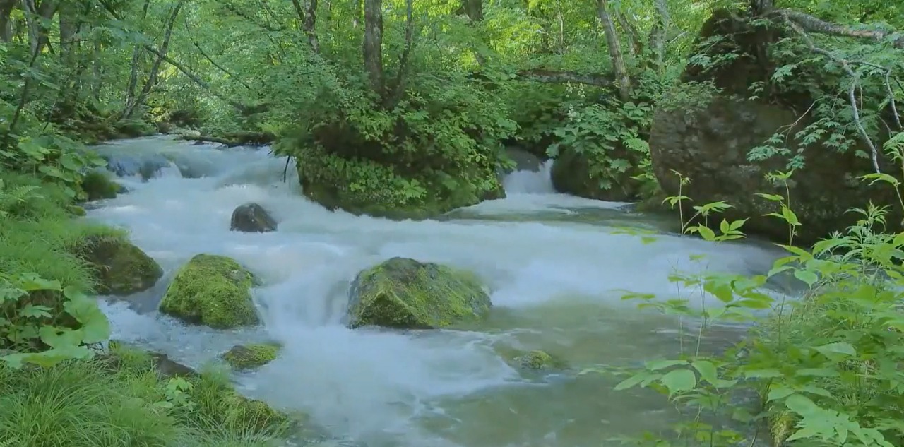 Relaxing Forest Stream
